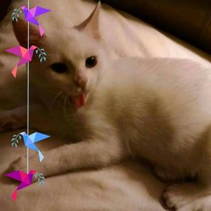 Meet your Posher, Debbie